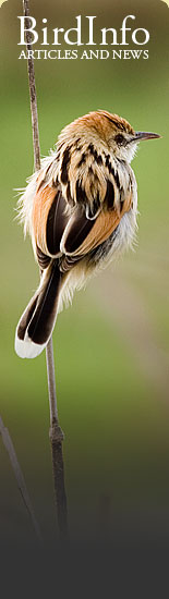 BirdInfo.co.za - Birds Articles and news