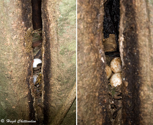 Crowned Horbill eggs in nest