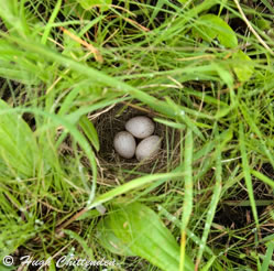 Short-Tailed Pipit eggs
