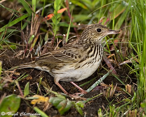 Female Short-Tailed Pipit