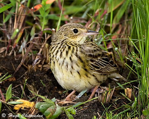 Male Short-Tailed Pipit