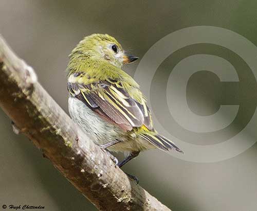 Dorsal plumage of Green Tinkerbird
