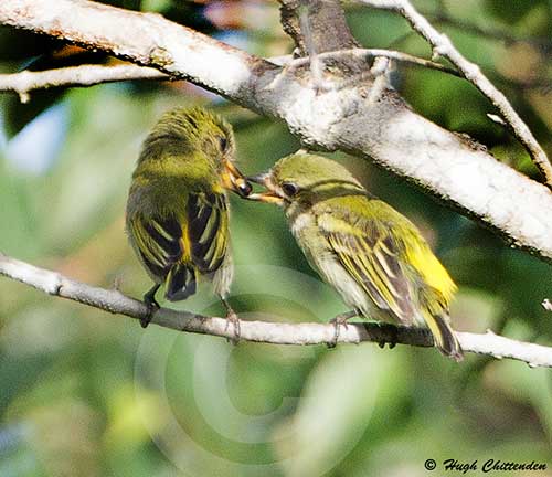 Nuptial feeding by pair in upper canopy