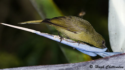nectar is concealed in a closed insect-proof cup